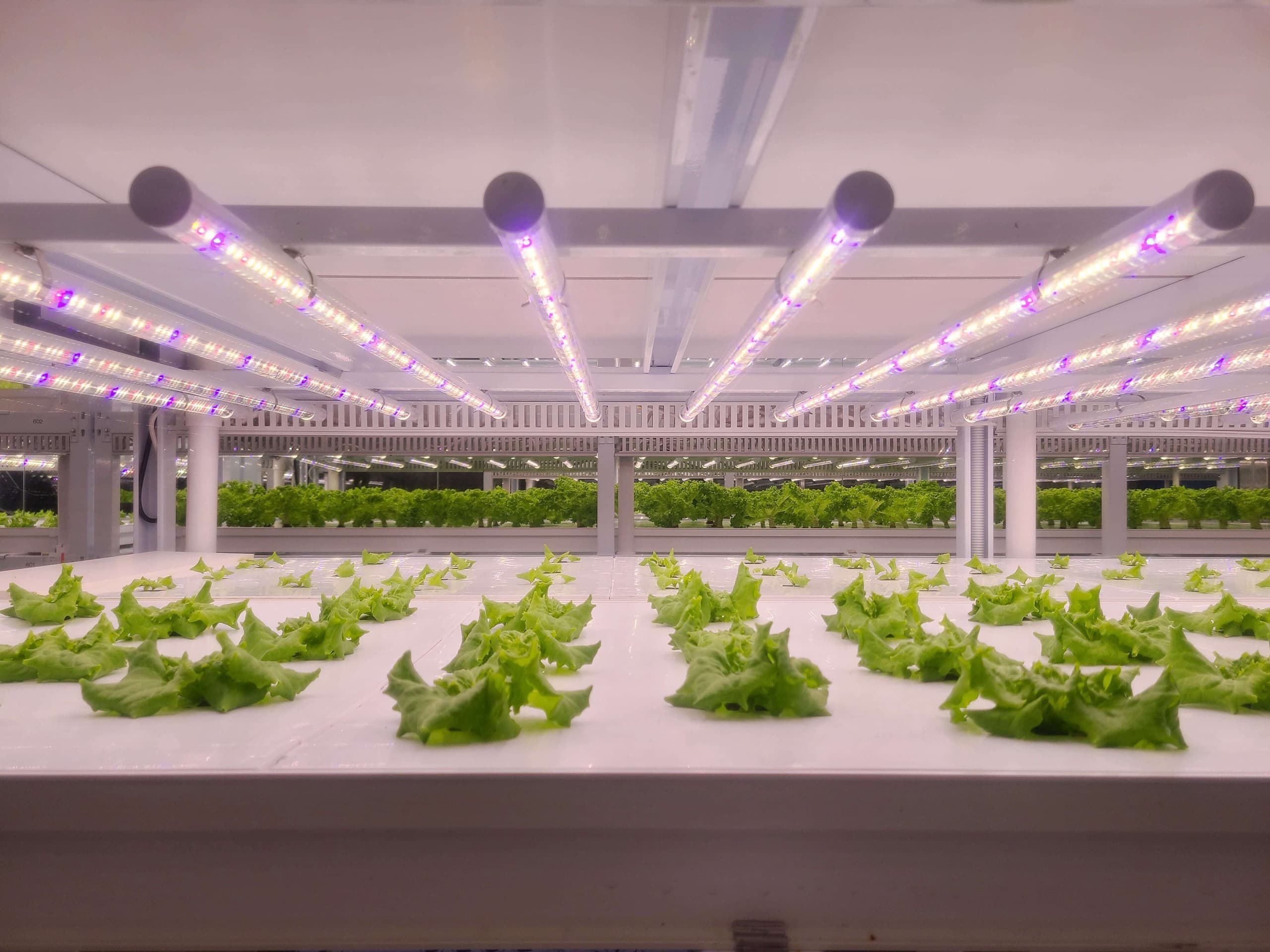 vegetables-are-growing-in-indoor-farm-vertical-far-2022-12-31-05-13-21-utc-min.jpg