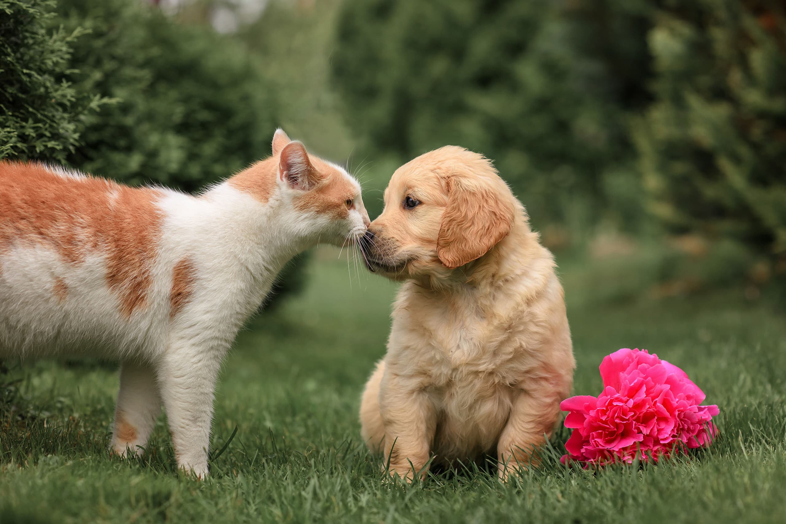 small-puppy-dog-golden-retriever-with-cat-in-the-p-2022-11-12-08-00-26-utc-min.jpg